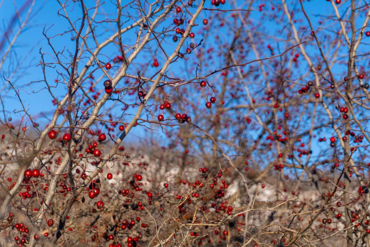 DSC00192_1766099074_5930dd4f15.jpg