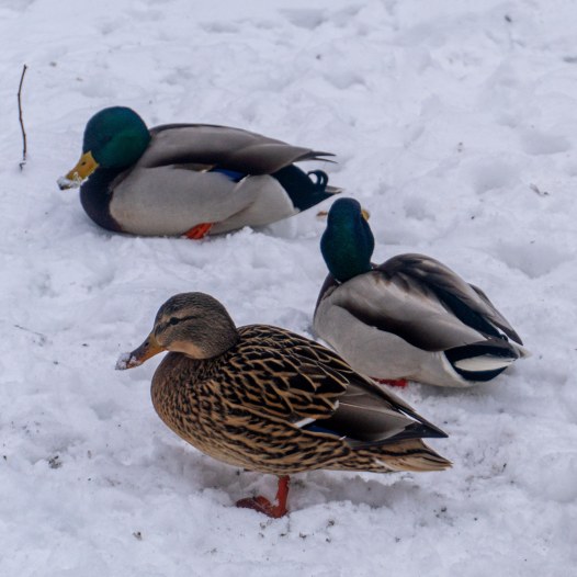 DSC00650_1769974016_647ff6533d.jpg