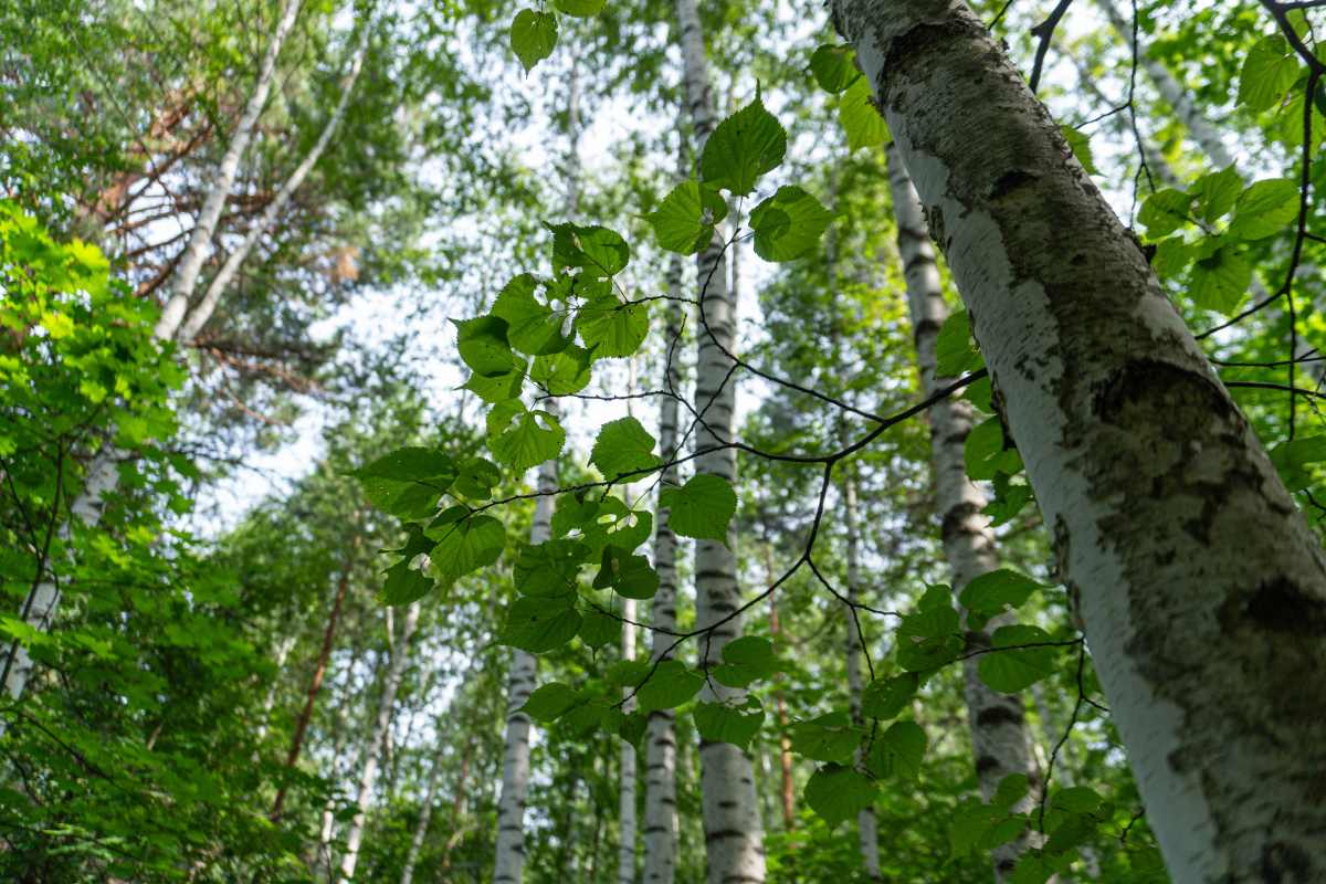 Фото пользователя