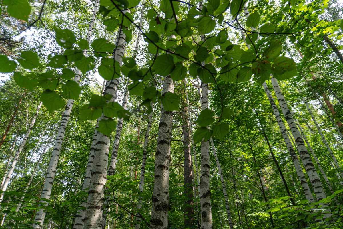 Фото пользователя