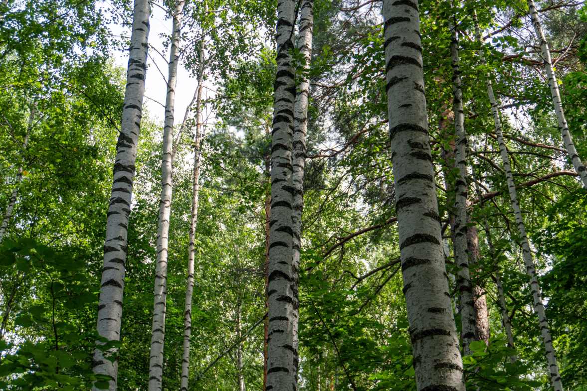 Фото пользователя