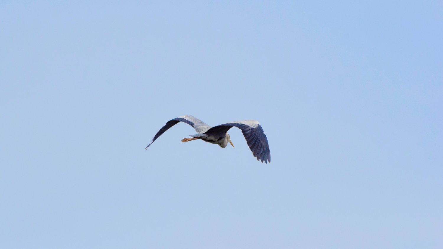 DSC_0005_1754124780_84ef4dc712.jpg