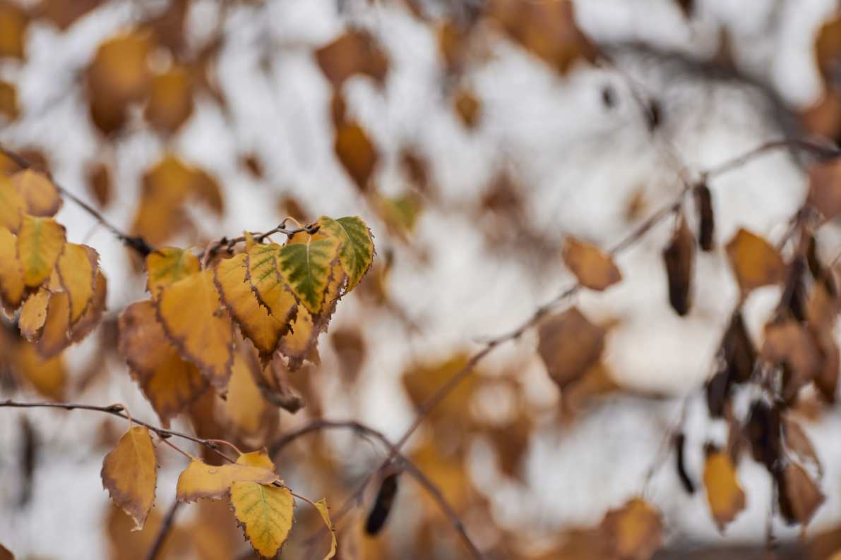 DSC_0026_1761565536_e590b18470.jpg
