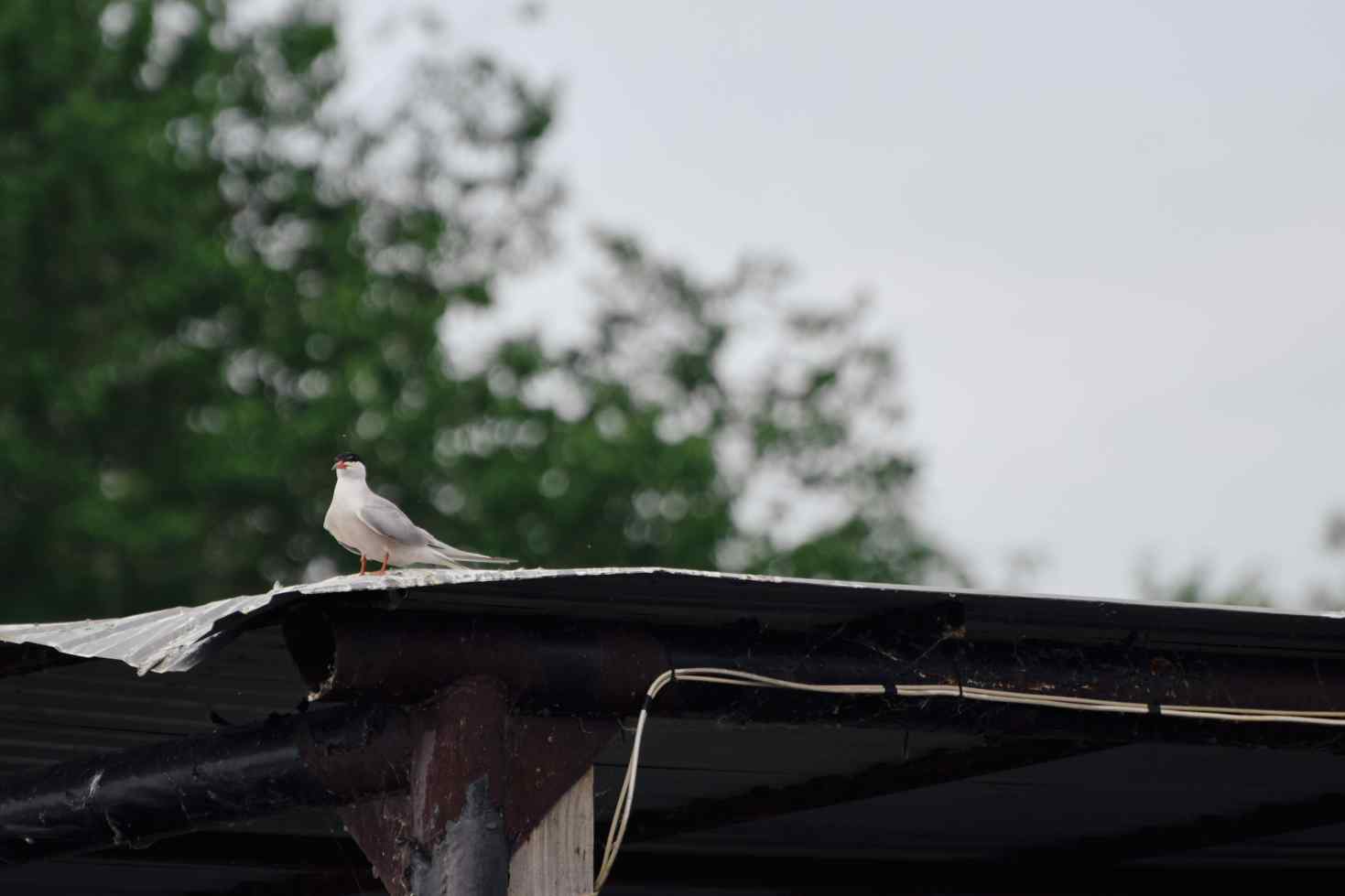 DSC_0085_1754124800_8b2053c69b.jpg