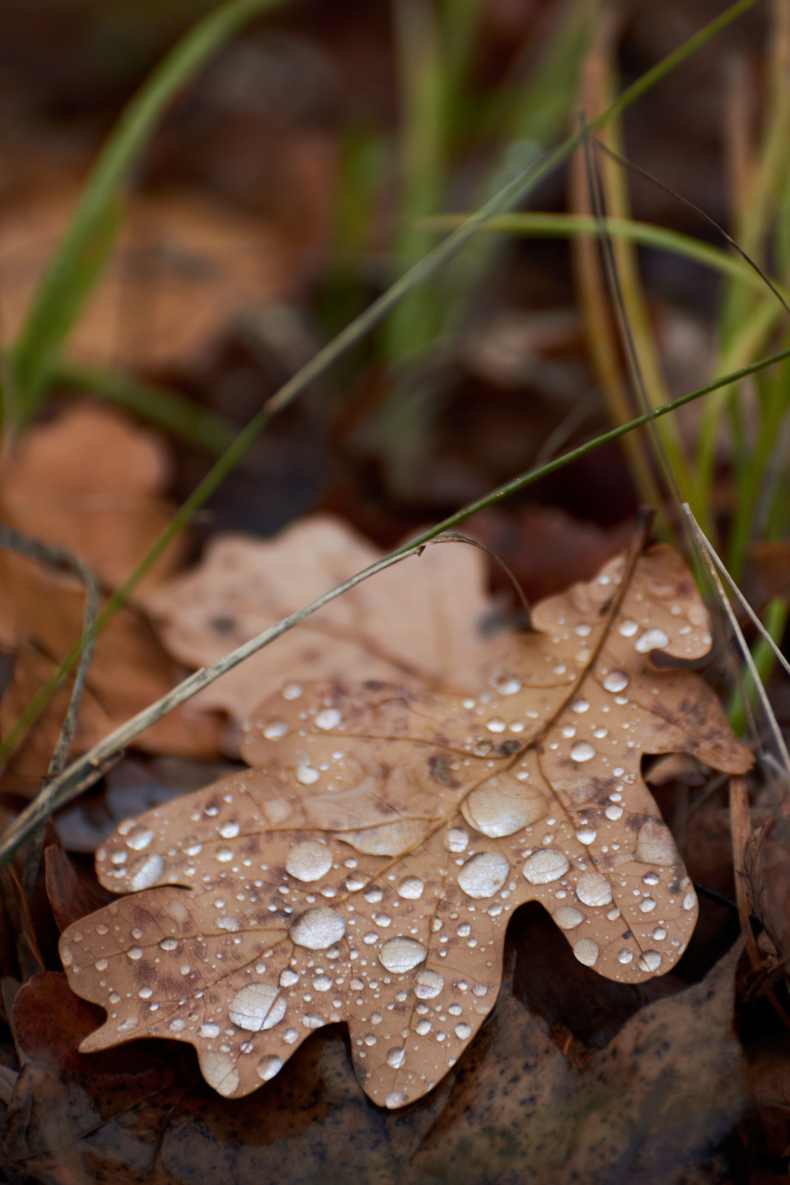DSC_0128_1762617073_7656f56b27.jpg