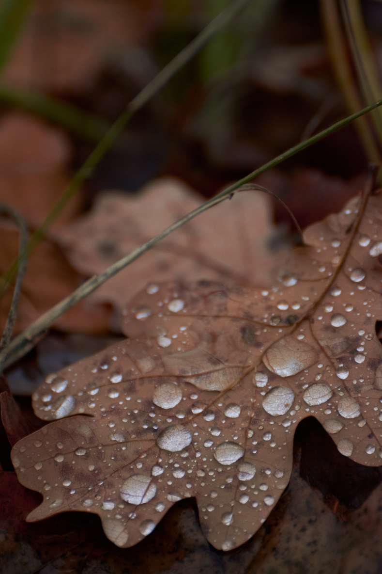 DSC_0130_1762617085_c8195138f4.jpg