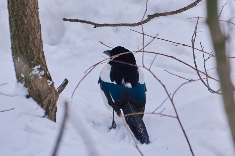 DSC_0130_1769969260_8464eff264.jpg