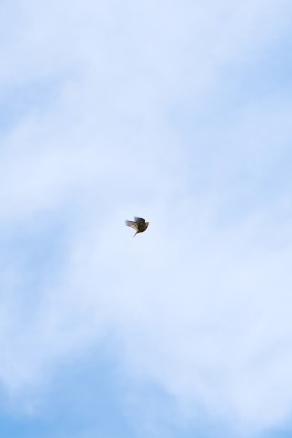 DSC_0136_1762326269_0e8062666b.jpg