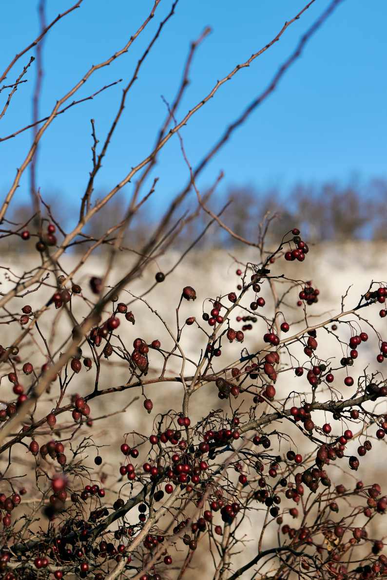 DSC_0138_1766652419_55a58d298d.jpg