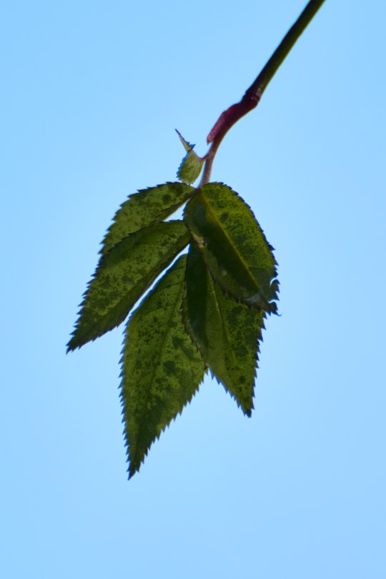 DSC_0166_1766652779_d202969077.jpg