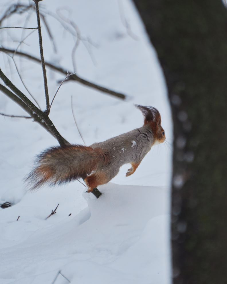 DSC_0193_1769969557_f60d23b794.jpg