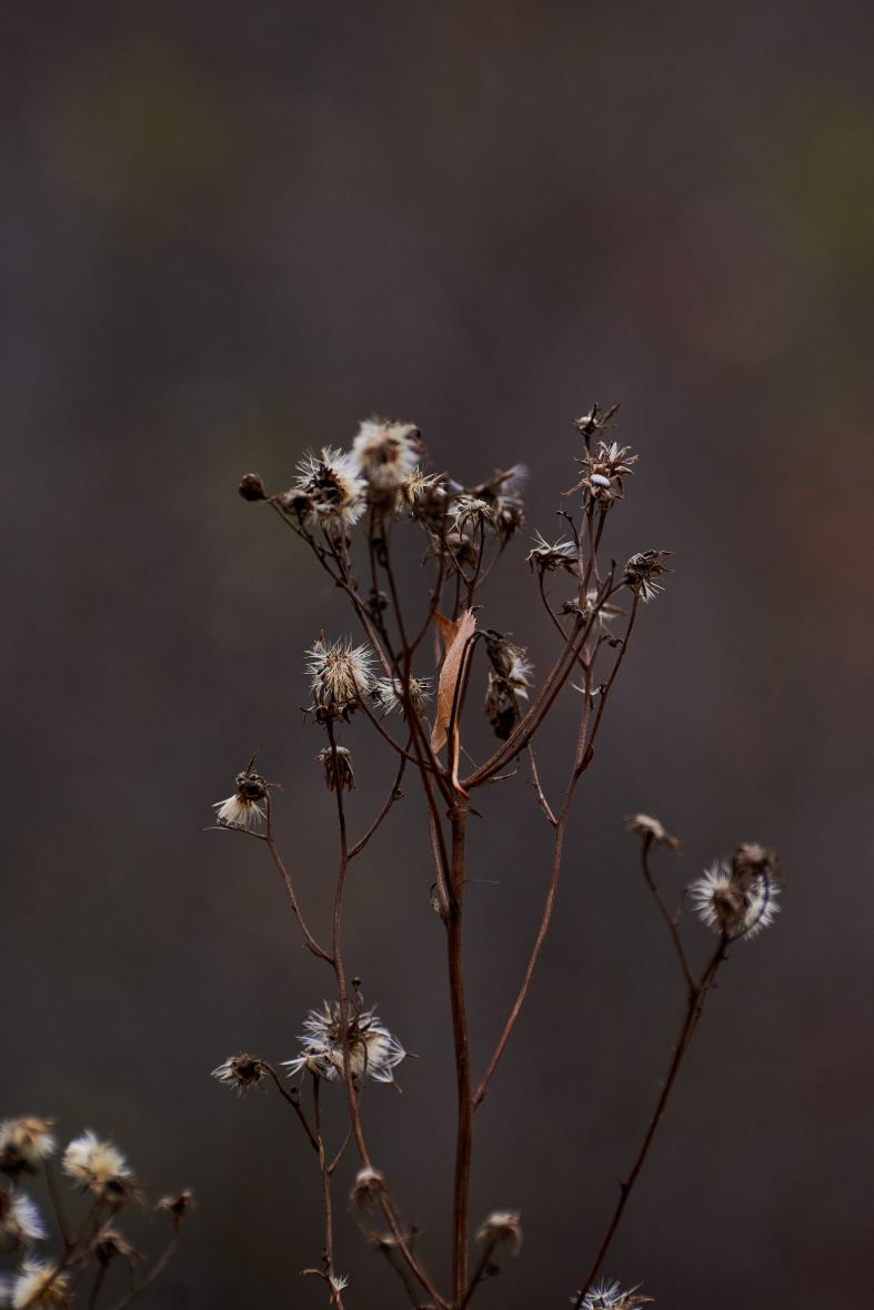 DSC_0194_1760901961_a92f4ed674.jpg