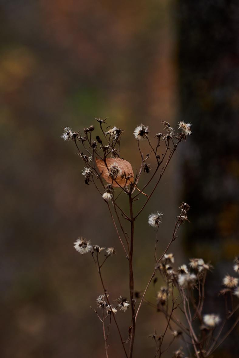 DSC_0196_1760901988_9c9bc5f285.jpg