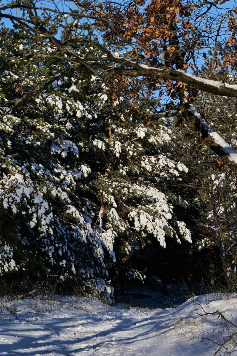 DSC_0224_1766653630_68da0693f1.jpg