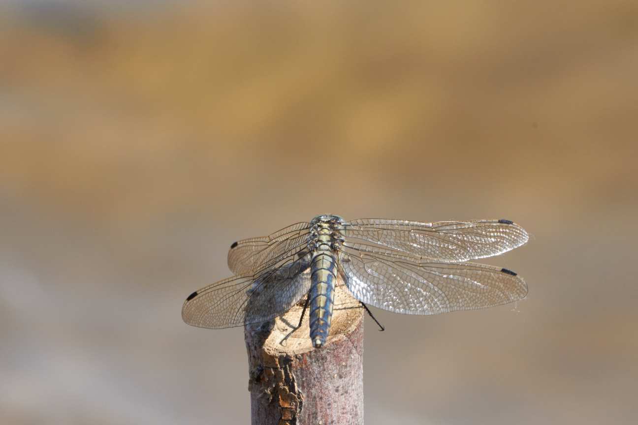 DSC_0232_1753450639_37582ab6ca.jpg