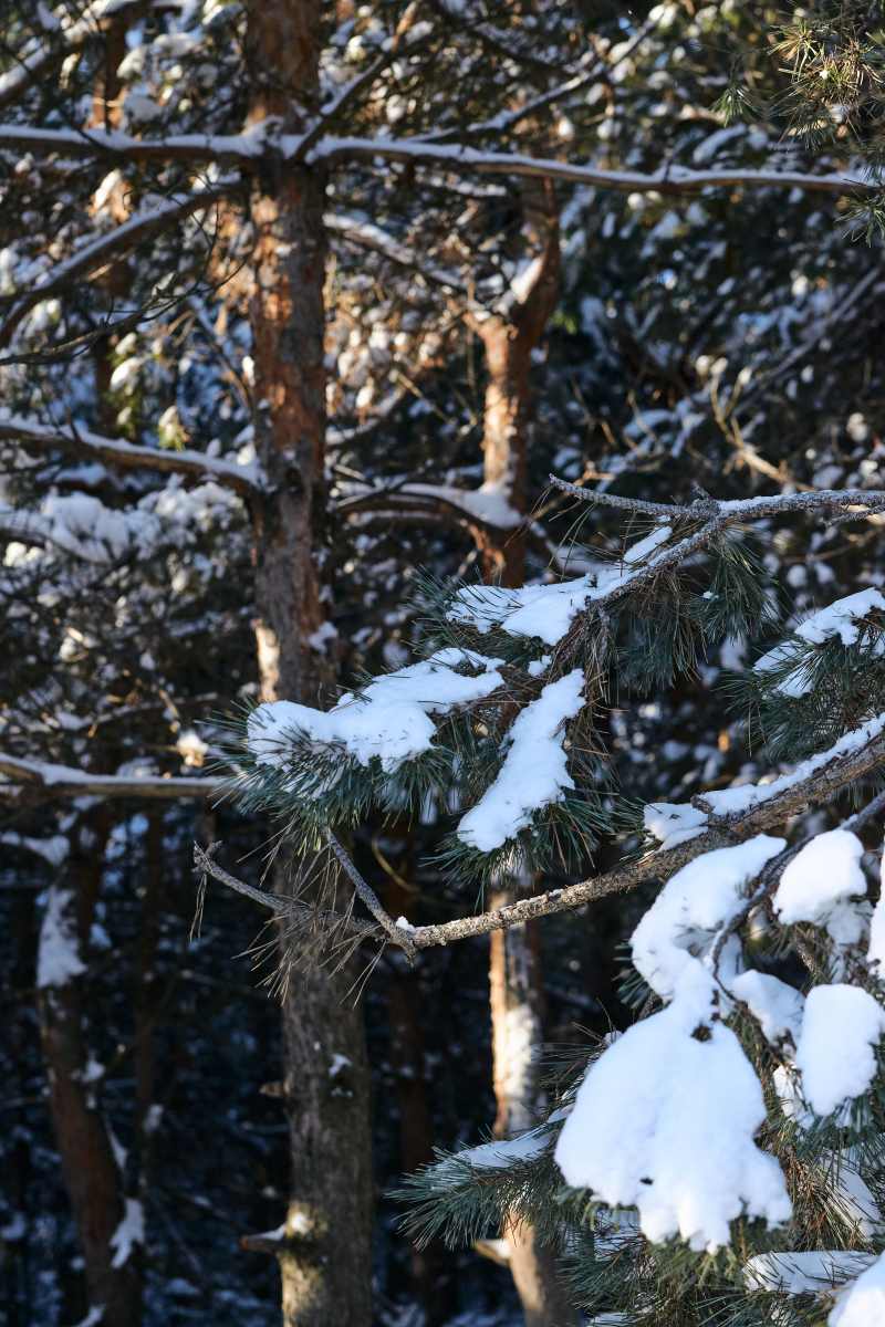 DSC_0233_1766653793_25613645b1.jpg