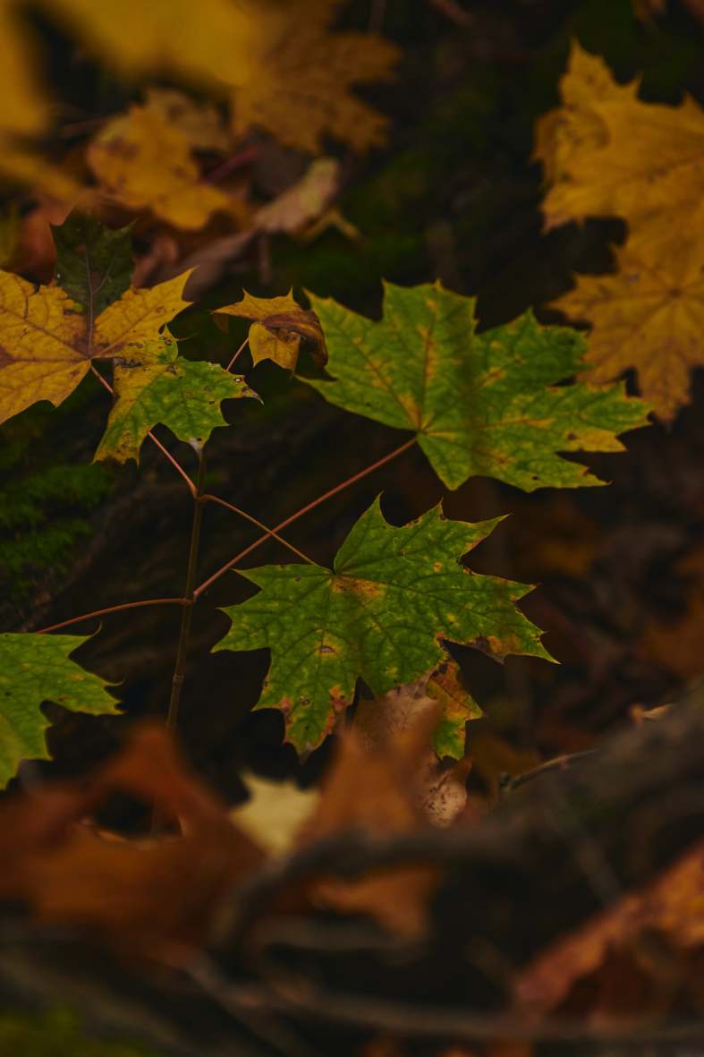 DSC_0245_1760903140_623783df7a.jpg