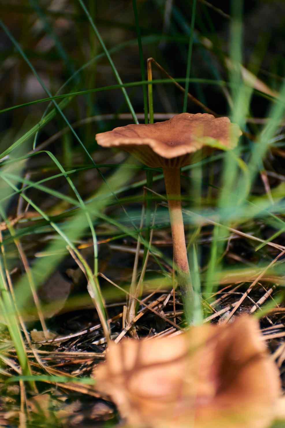 DSC_0251_1755500769_f8e0dc27d6.jpg