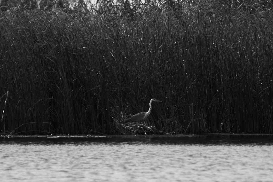 DSC_0286_1753450663_4257ba06c2.jpg