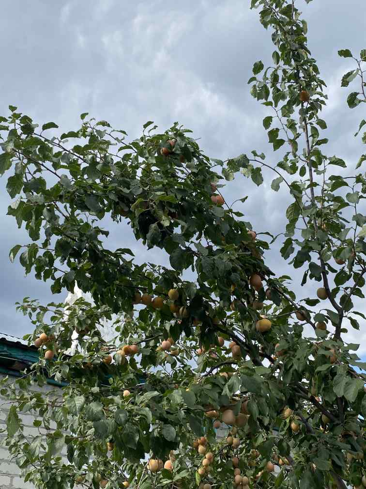 Фото пользователя